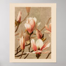 Recherche de vintage magnolia posters Magnolias blancs
