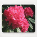 Recherche de rhododendron tapis souris Floral