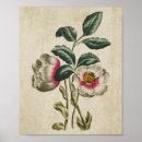 Recherche de hellebore posters Botanique