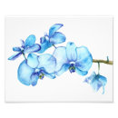Recherche de orchidées bleues posters Fleurs