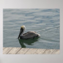 Recherche de vie sauvage posters Floride
