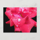 Recherche de pétales de rose cartes postales Noir
