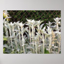 Recherche de oreilles posters Plante