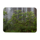Recherche de rhododendron magnets Forêt