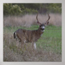 Recherche de cerfs communs de queue art Daine