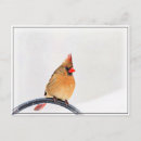 Recherche de cardinal cartes postales Neige