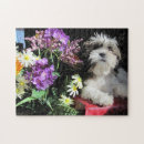 Recherche de tzus de shih puzzles Fleurs
