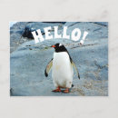 Recherche de pingouin drôle cartes postales Faune