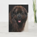 Recherche de newfies vœux cartes Photographie