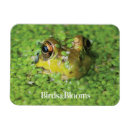 Recherche de grenouille magnets Nature