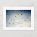 Recherche de mouette en vol cartes postales Plage