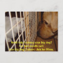 Recherche de dresseur cartes postales Dog