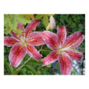 Recherche de lillies posters Floral