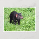 Recherche de elle diable cartes postales Diable de tasmanien