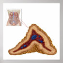 Recherche de médecine interne posters Numériquement image générée