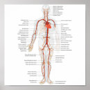 Recherche de circulatoire posters Artère