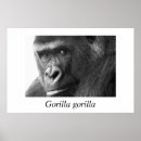 Recherche de singe gorille posters Animal