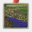 Recherche de jacinthe ornements Bleu