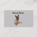 Recherche de berger cartes visite Chien