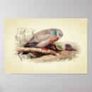Recherche de vintage bird illustrations posters Birds
