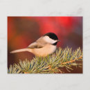 Recherche de mésange cartes postales Mésange de caroline