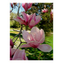 Recherche de magnolia posters Vert