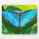 Recherche de morpho tapis souris Nature