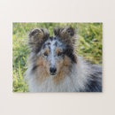 Recherche de sheltie puzzles Animal