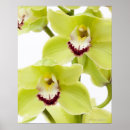 Recherche de orchidée verte posters Gros plan