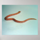 Recherche de snake posters Reptiles