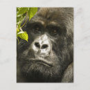 Recherche de gorilles de montagne cartes postales Primate