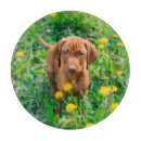 Recherche de bébé planches à découper Animal