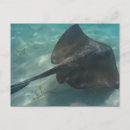 Recherche de raie cartes postales Mer