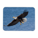 Recherche de rapaces magnets Alaska