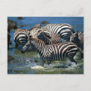 Recherche de zèbre rayé cartes postales Nature