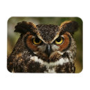 Recherche de rapaces magnets Brun