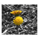 Recherche de début photographie Printemps