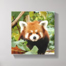Recherche de panda rouge art Animal