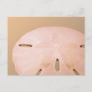 Recherche de dollar de sable cartes postales Coquille