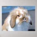 Recherche de easter bunny posters Animal