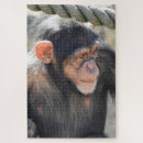 Recherche de chimpanzé puzzles Animaux