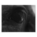 Recherche de oeil de cheval posters Poney