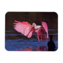 Recherche de spatule magnets Faune