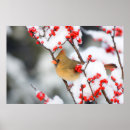 Recherche de cardinal rouge posters Aviaire