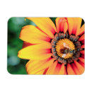 Recherche de extrême magnets Animal