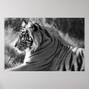 Recherche de white tiger posters Big cats