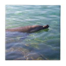 Recherche de mammifères carreaux Dauphins