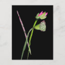 Recherche de symboles bouddhistes cartes postales Lotus
