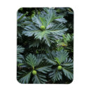 Recherche de océan pacifique magnets Océanie