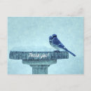 Recherche de geai bleu Peinture